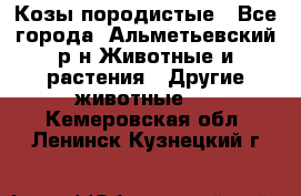 Козы породистые - Все города, Альметьевский р-н Животные и растения » Другие животные   . Кемеровская обл.,Ленинск-Кузнецкий г.